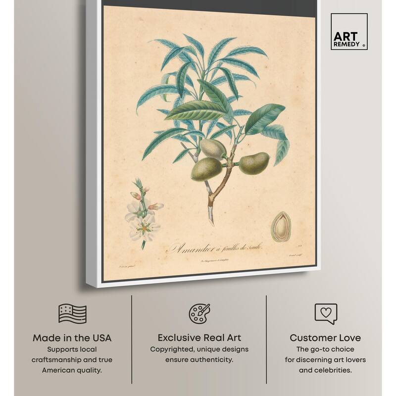Almond of Georgia II Canvas by Art Remedy