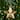 Filigree Cut-Out Star Christmas Ornament - 5.75" - Gold