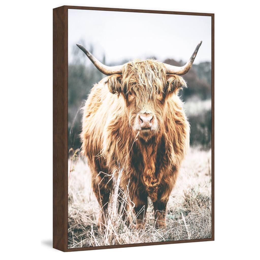 Scottish Highland Cattle Floater Framed Print on Canvas