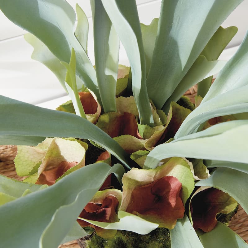 Staghorn Fern Drop-In 21" - Green