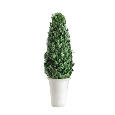 Preserved Boxwood Cone Topiary in Clay Pot