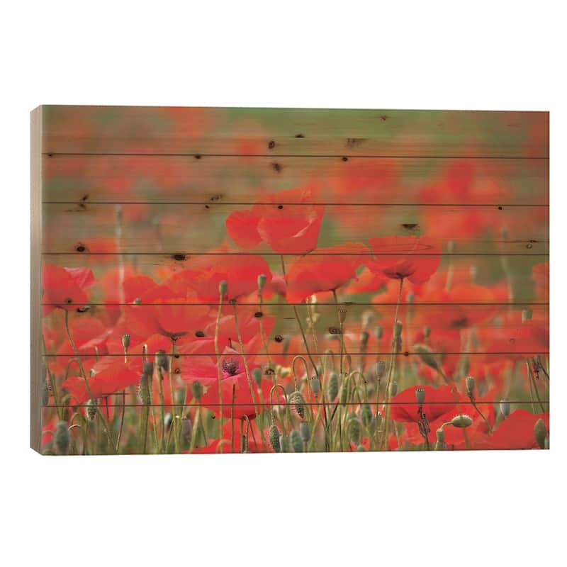 Summer Poppies, Tuscany Region, Italy Print On Wood by Terry Eggers - Multi-Color - 18x26x1.5