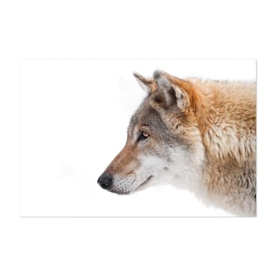 Big Morda Gray Red Wolf In Profile Photography Art Print/Poster - Bed ...