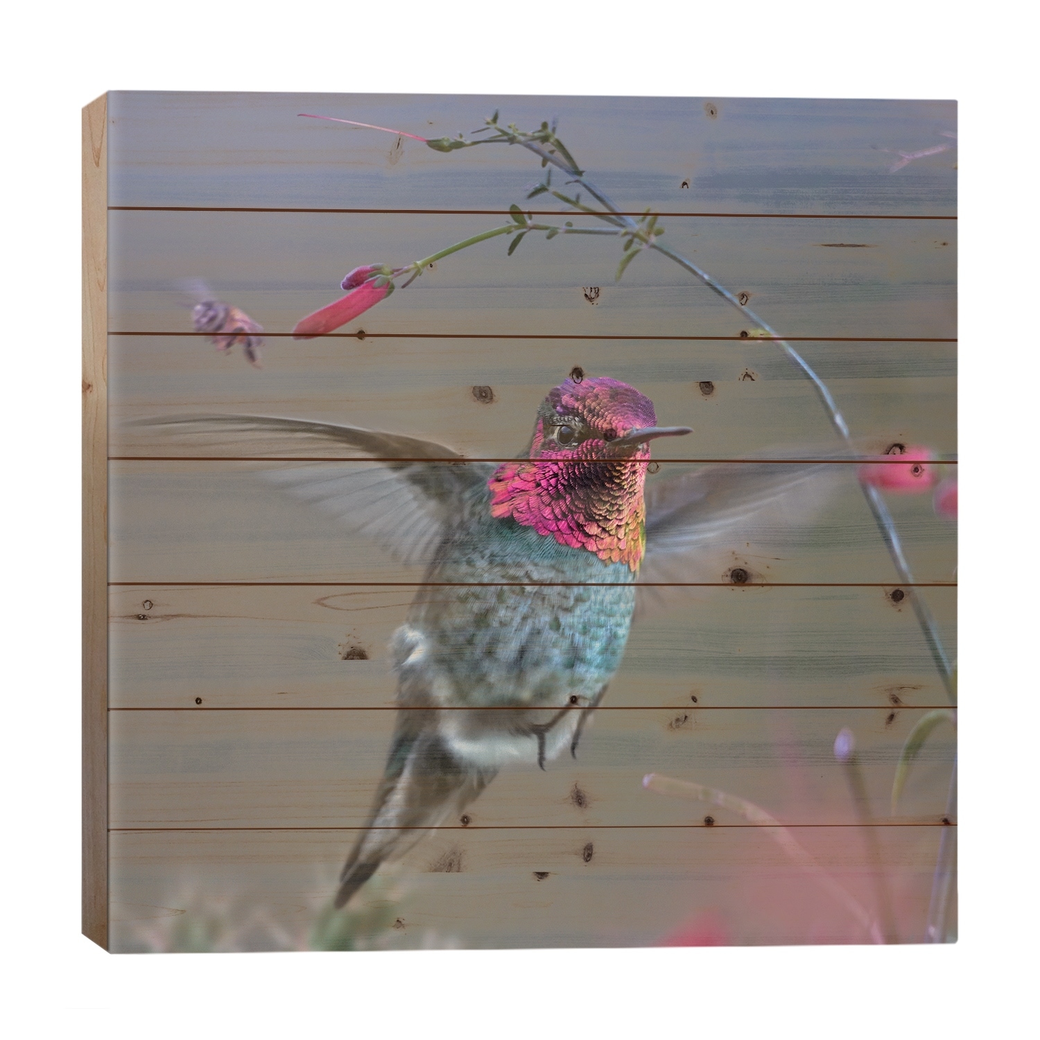 Anna's Hummingbird, Arizona Print On Wood by Tim Fitzharris - Multi-Color