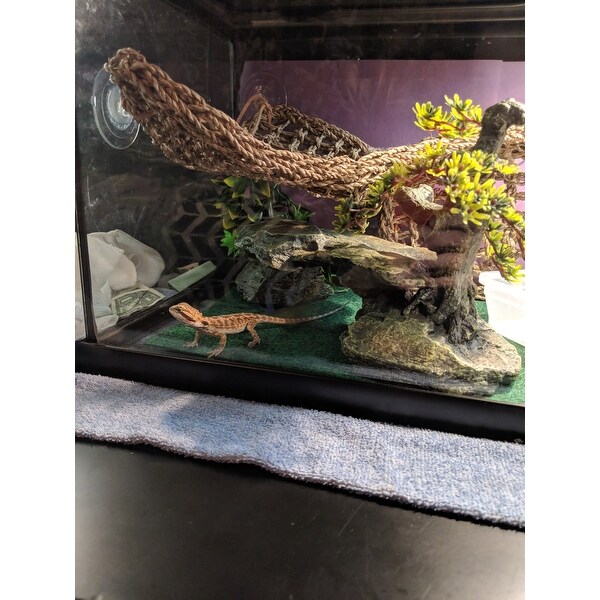 penn plax reptology lizard lounger