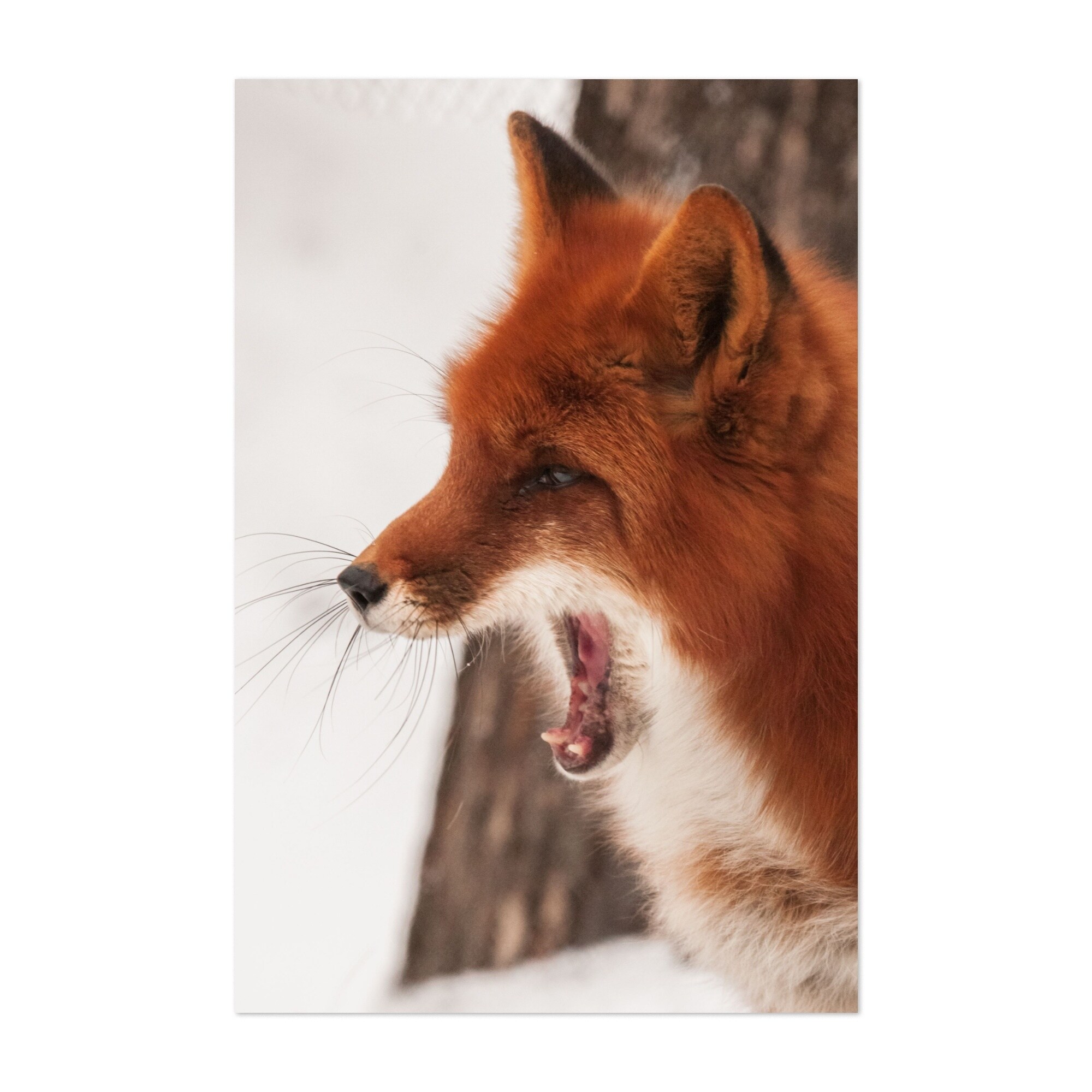 Shop Animals Cute Dog Fox Nature Portrait Unframed Wall Art Print Poster Overstock 31653740