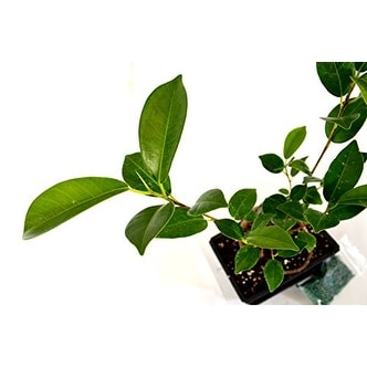 5 Braided Money Trees 9GreenBox Bonsai with Water Tray and Fertilizer