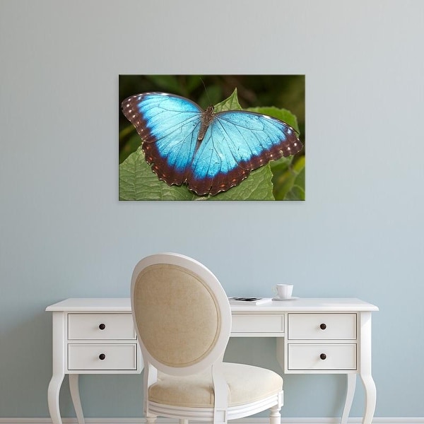 Easy Art Prints William Sutton's 'Blue Morpho Butterfly' Premium Canvas Art