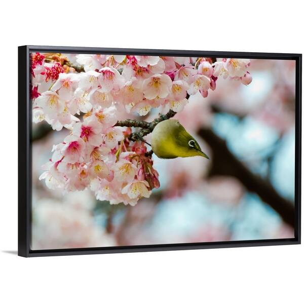 Shop White Eye And Cherry Blossoms Black Float Frame Canvas Art