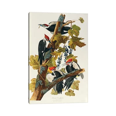 iCanvas "Pileated Woodpecker (Plate 111, Birds Of America)" by John James Audubon Canvas Print
