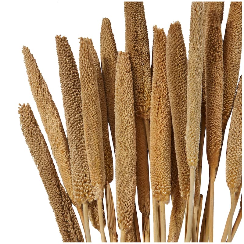 Dried Hogla Babala Bamboo Natural Foliage Collection - Multiple Colors