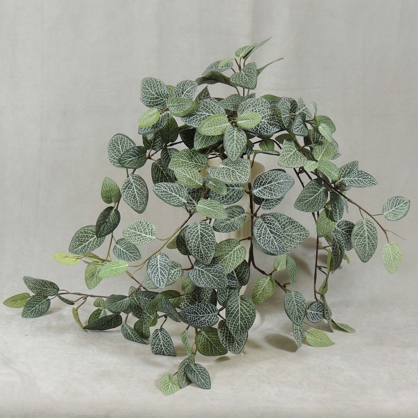 Shop 1 Pc, Fittonia Hanging Bush Has 9 Branches &amp; 29&quot; Also