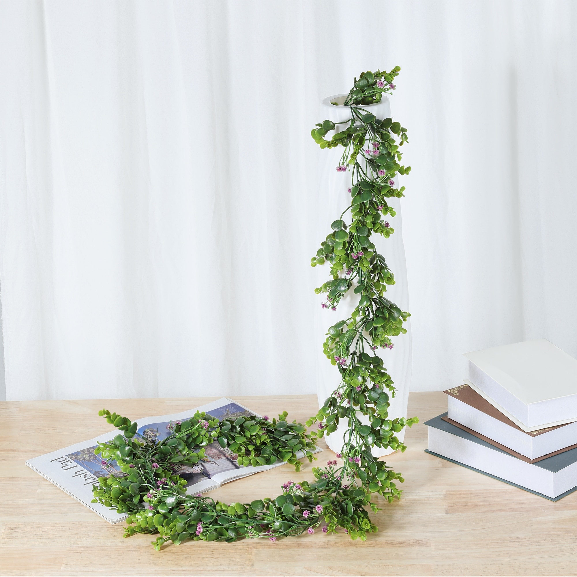 indoor zz plant ZZ plant Zamioculcas Zamiifoli  Plant and People