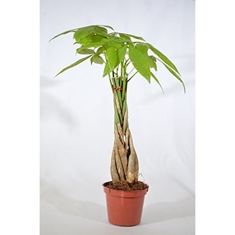 9greenbox 5 Money Tree Plants Braided Into 1 Pachira Money Tree Plants Braided Into