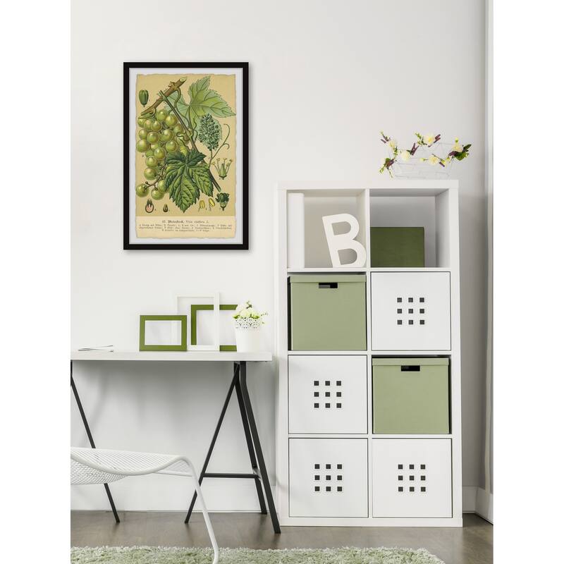 Common Grape Vine Framed Print