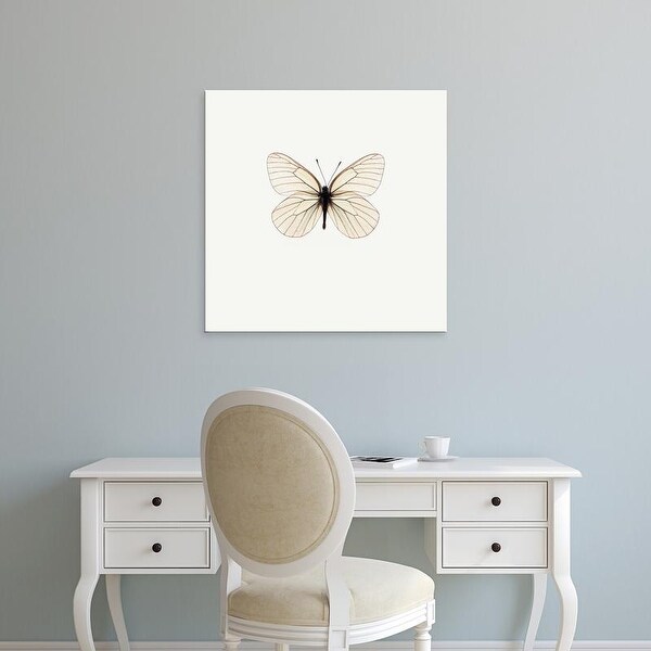 Easy Art Prints PhotoINC Studio's 'White Butterfly' Premium Canvas Art