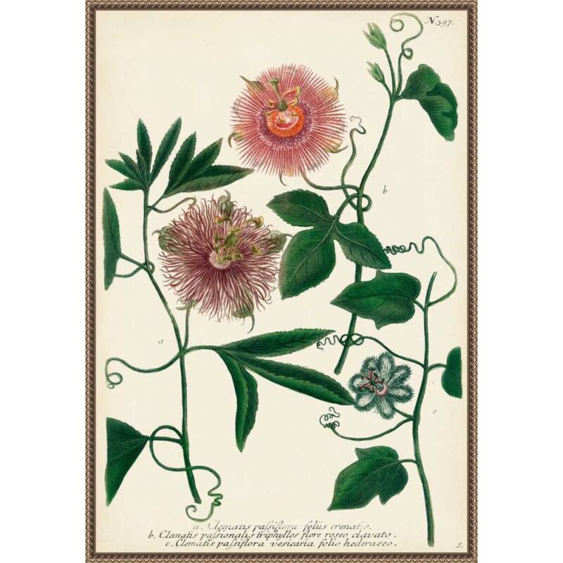 Antique Passion Flower No. 1 by Johann Wilhem Weinmann Framed Canvas Wall Art Print