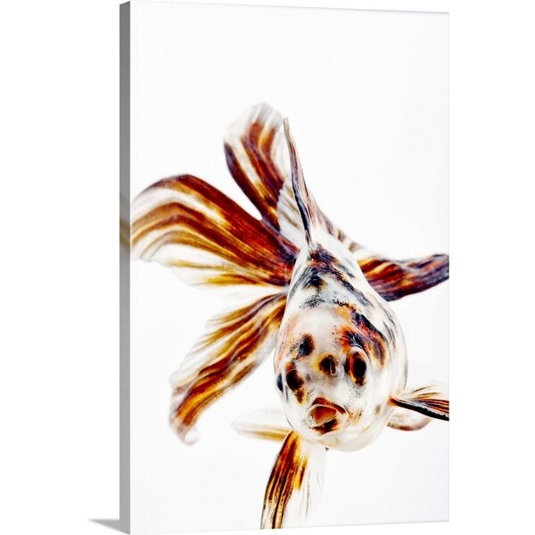 "Calico Fantail Comet goldfish (Carassius auratus) has long, fan-like fins." Canvas Wall Art