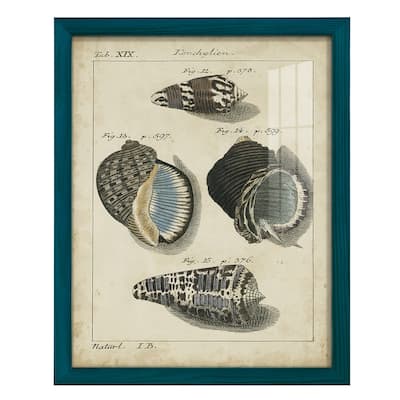 Vintage Shell Study III -Framed Print w/glass-Cherry Red