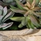 preview thumbnail 4 of 2, Uttermost Seaside Breeze Succulents