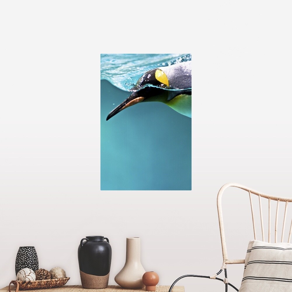 King Penguin swimming underwater\, image size:1000x1000