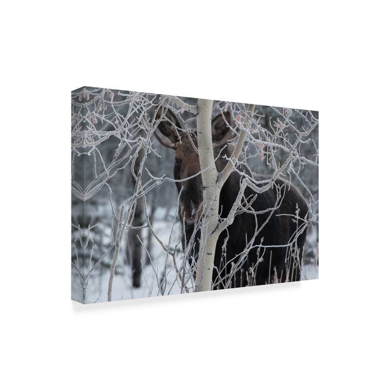 Brenda Petrella Photography Llc 'Hiding Moose' Canvas Art