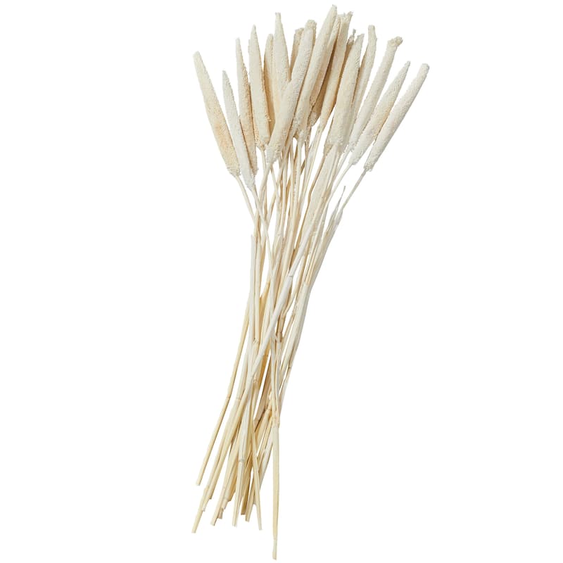 Dried Hogla Babala Bamboo Natural Foliage Collection - Multiple Colors