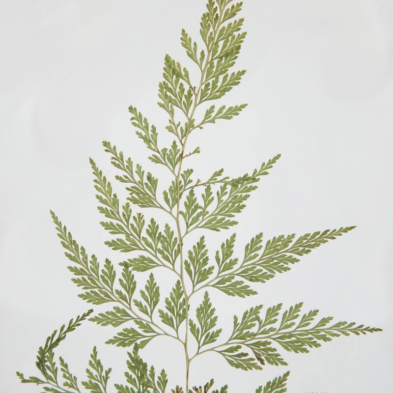 Artificial Fern Leaf Wooden Framed Wall Art - 11.75"