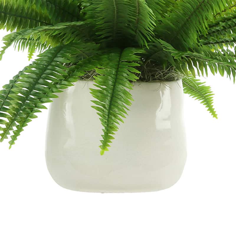 Boston Fern Arranged in Ceramic Pot - Green