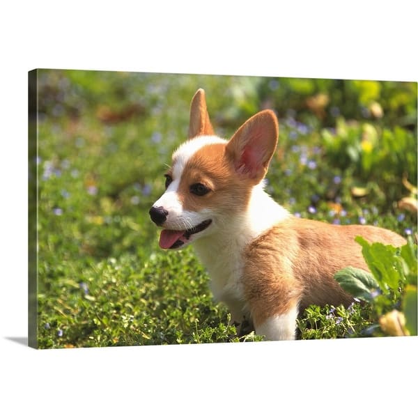 Welsh Corgi Canvas Wall Art Overstock 16380113