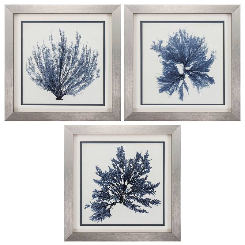 Coastal Seaweed S/3 Framed Art Under glass - 22 X 22 X 1