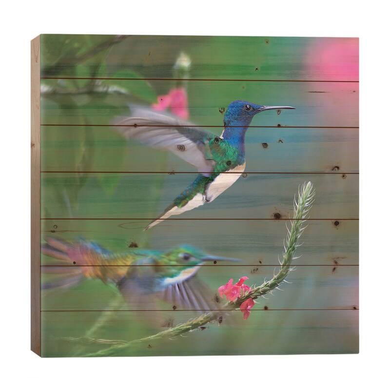 White-Necked Jacobin And Golden-Tailed Sapphire, Trinidad Print On Wood by Tim Fitzharris - Multi-Color - 26x26x1.5