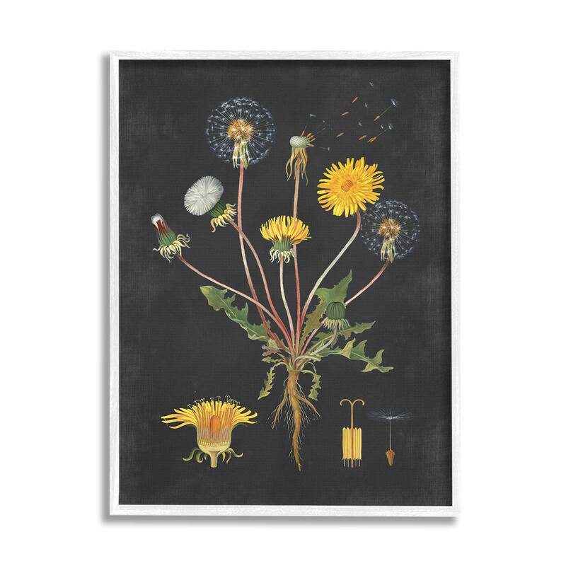 Stupell Botanical Drawing Dandelion On Black Design Framed Wall Art, Design By Artist Lettered and Lined - Multi-Color