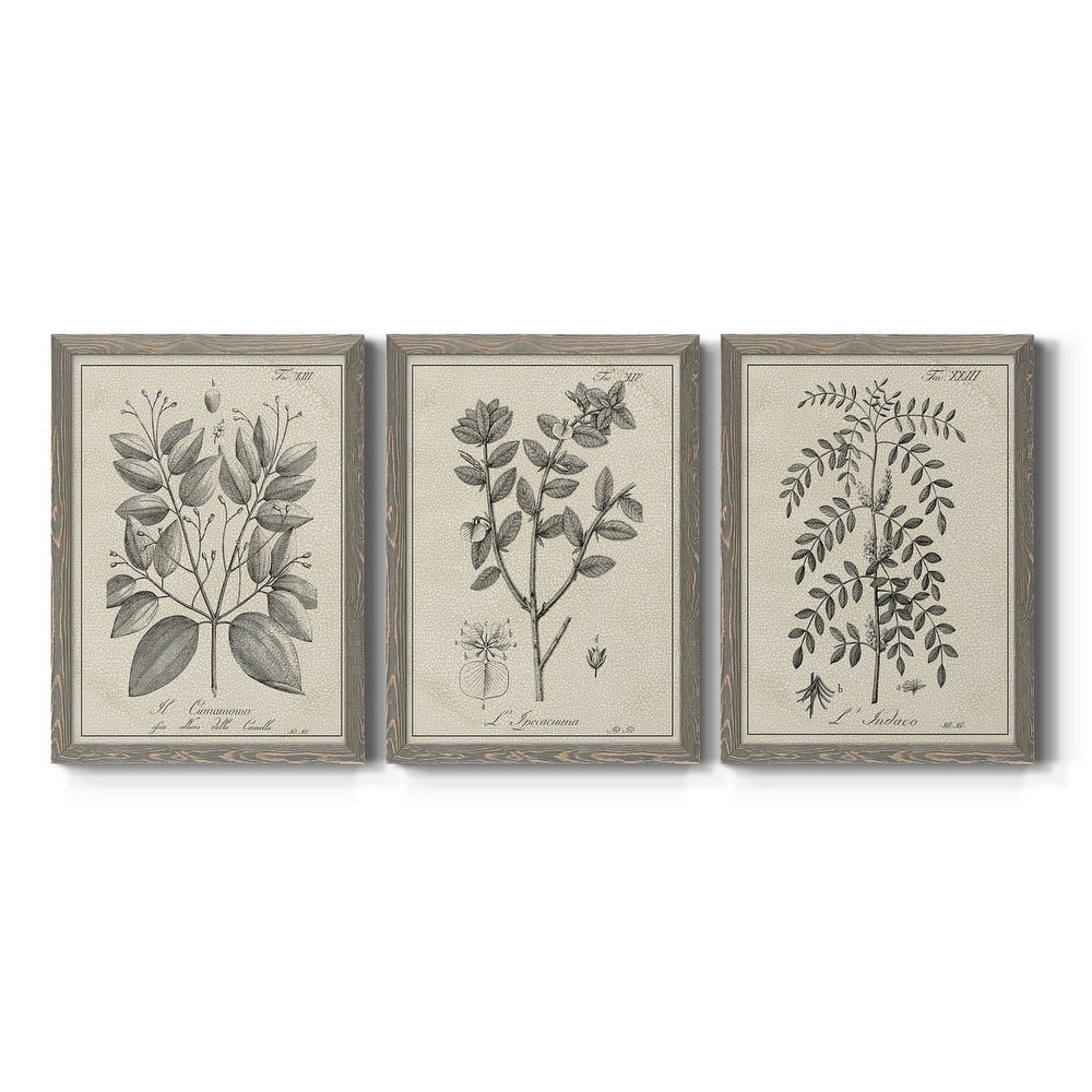 Antique Black & White Botanical VII-Premium Framed Canvas - Ready to Hang - Multi-Color