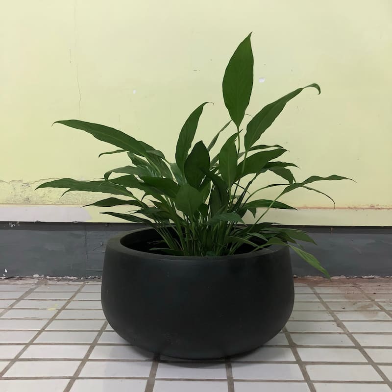 Durx-litecrete Lightweight Concrete Modern Low Bowl Cement Planter-Medium - 15.7'x15.7'x7.9'