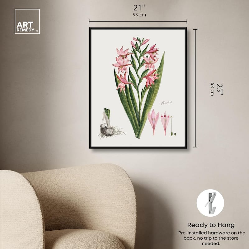 Gladiolus Carneus Canvas by Art Remedy