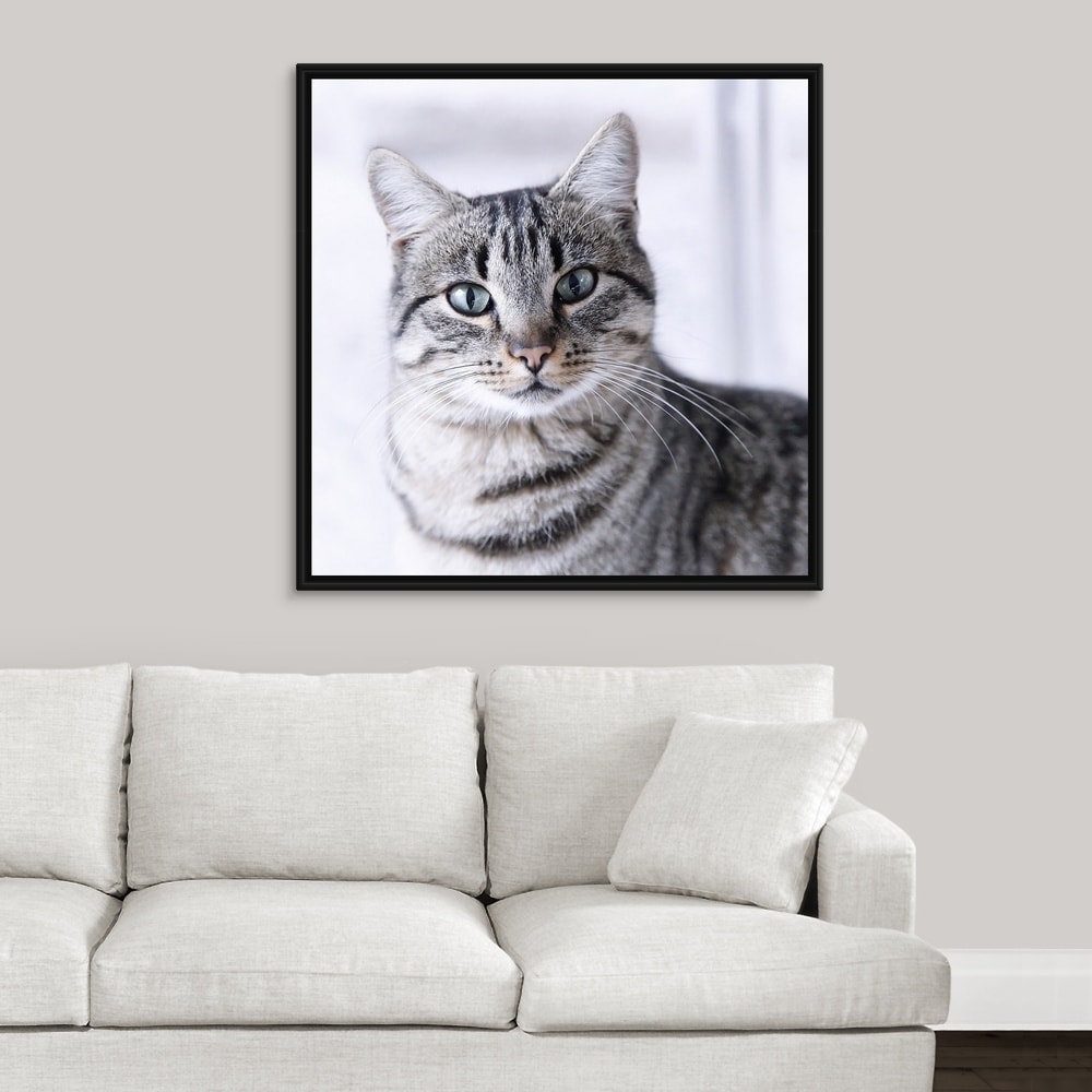 Shop Tabby Gray Cat And Green Eyes Black Float Frame Canvas Art