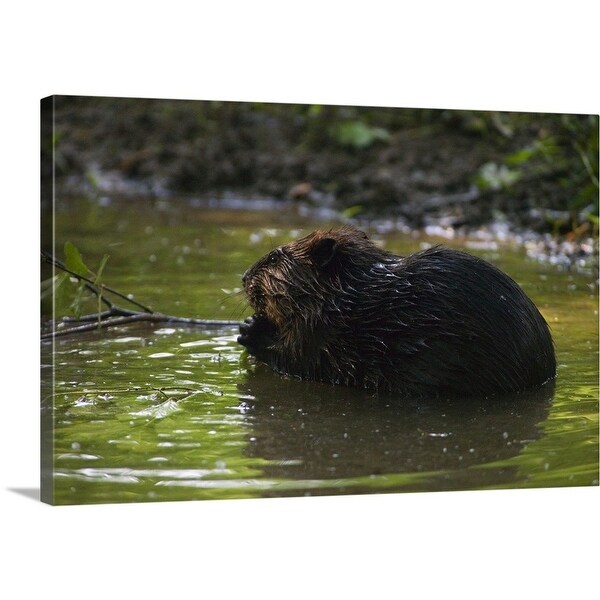 Shop Side View Of American Beaver Castor Canadensis