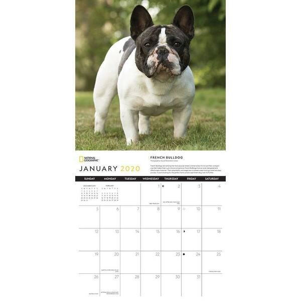 Shop Calendars French Bulldogs National Geographic Wall Calendar