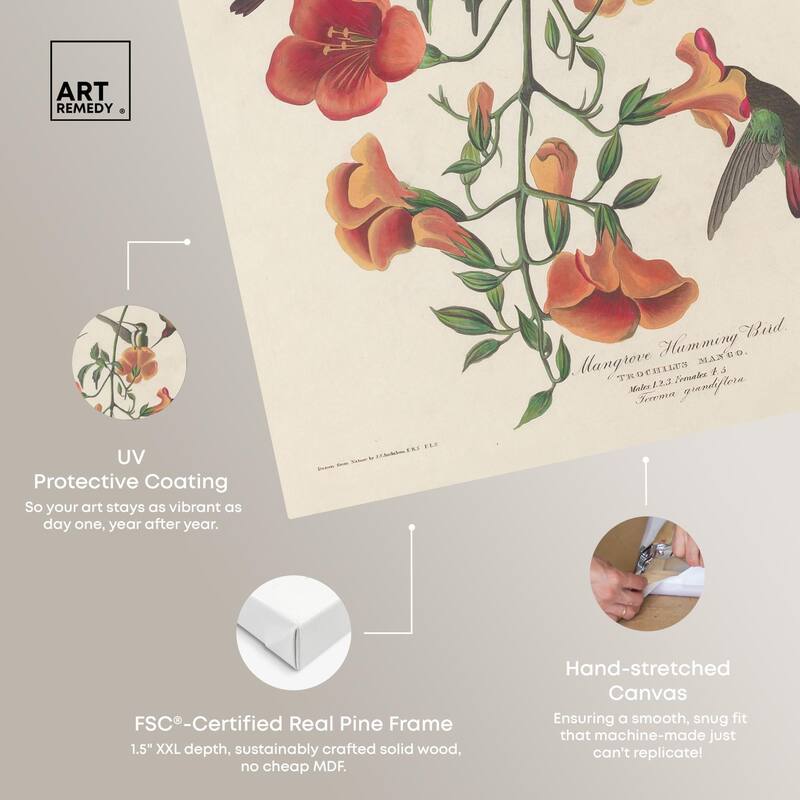 Humming Bird 1834 Canvas by Art Remedy, Gallery Wrapped