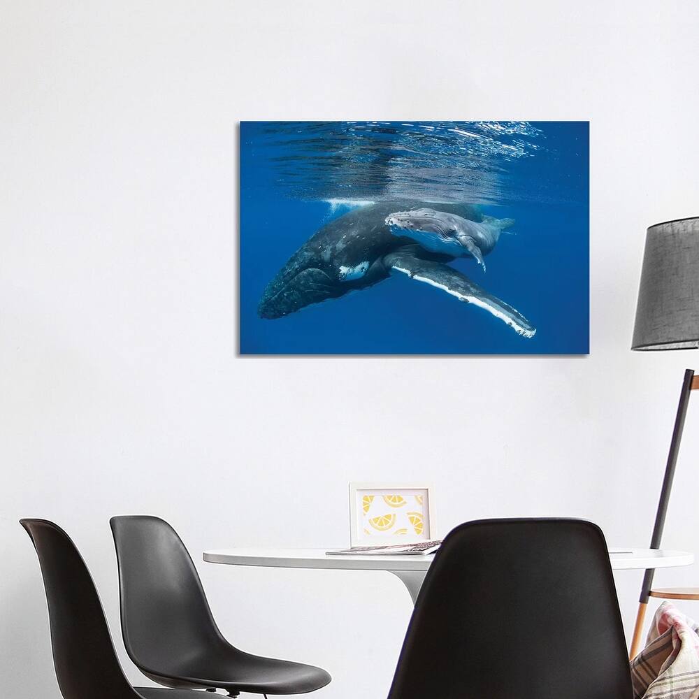 iCanvas "Humpback Whale Mother With Four Day Old Calf, Tonga" by Suzi Eszterhas Canvas Print