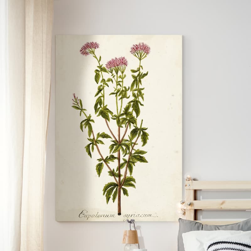 Antique Herb Botanical I -Premium Gallery Wrapped Canvas