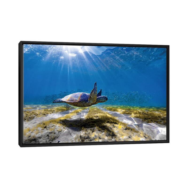iCanvas "Waimea Turtle Glide" by Sean Davey Framed - Black - 32x48