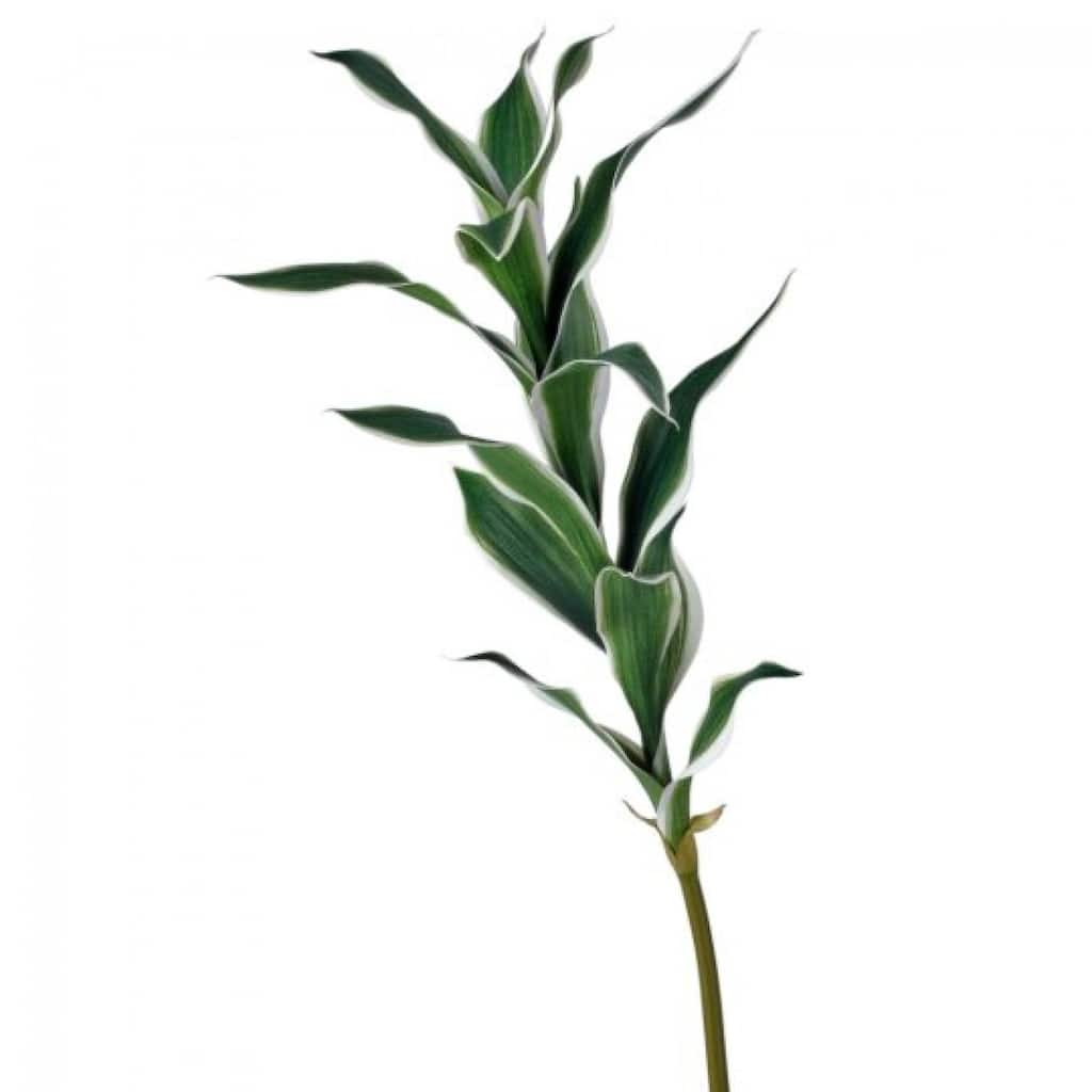 Varigated Dracena Stem Faux Plants And Trees
