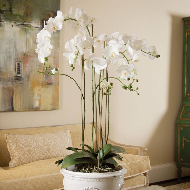 Phalaenopsis Orchid Drop-In 44" with Root Ball