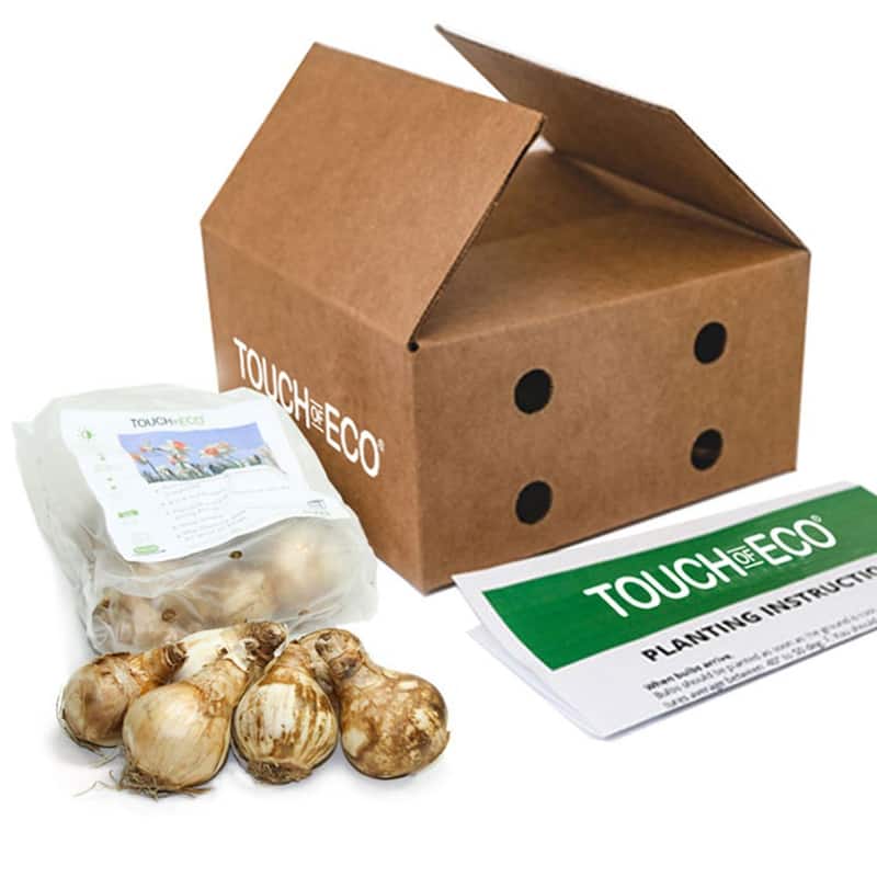 Charming Pink Daffodils - White & Pink Narcissus Flowers - 24 Bulbs - Spring Garden Blooming - Attracts Butterflies & Bees