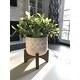 preview thumbnail 4 of 2, Tea Plant in Ceramic Footed Pot - ONE-SIZE