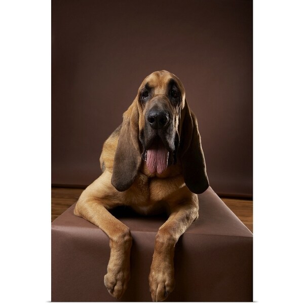 "Brown bloodhound dog lying on bench" Poster Print