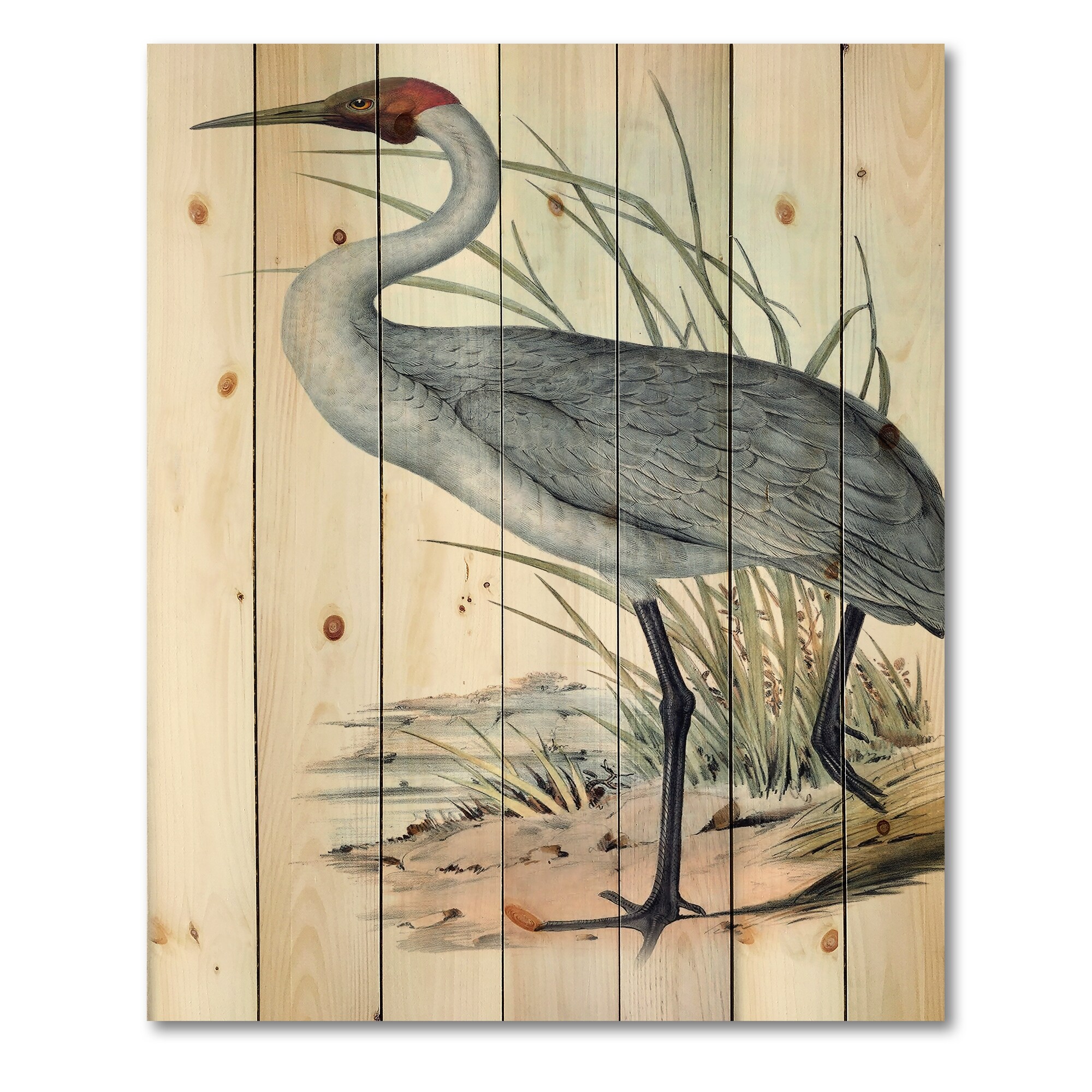 Designart 'Vintage Australian Birds V' Traditional Print on Natural Pine  Wood