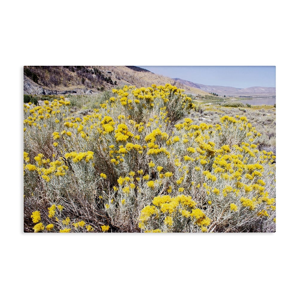 Stupell Yellow Flowers in Arid Meadow Canvas Wall Art Design By Gemma Bardot